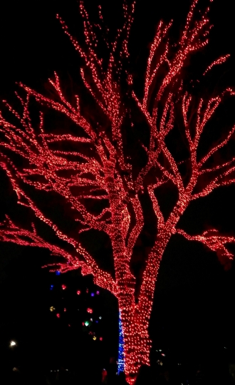Christmas in Arizona... where every year the Phoenix Zoo decorates the desert trees beautifully for Zoolights.